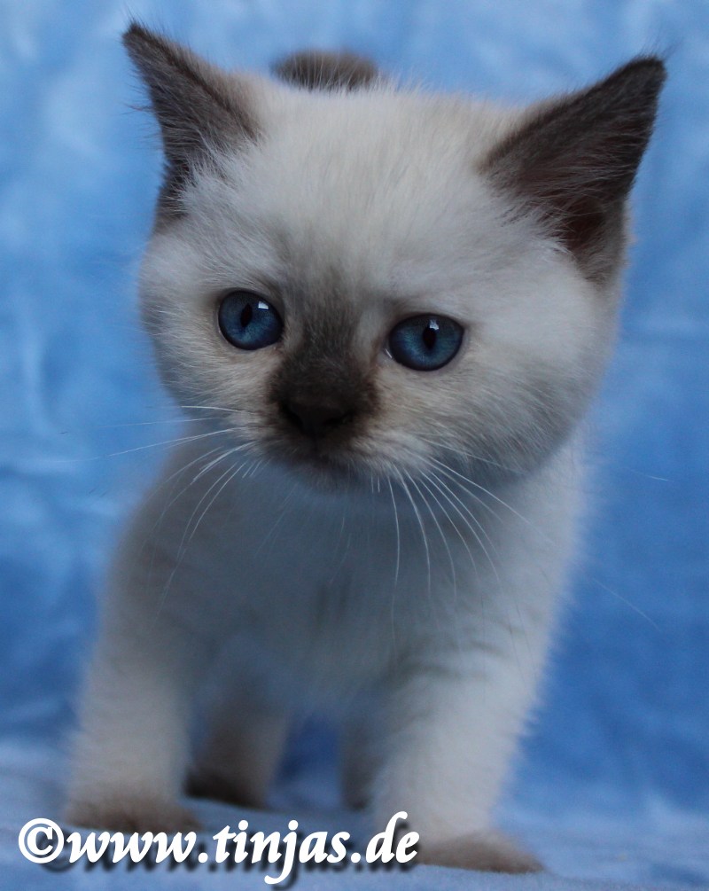 Katzenbaby BKH chocolate point 7 Wochen</A>